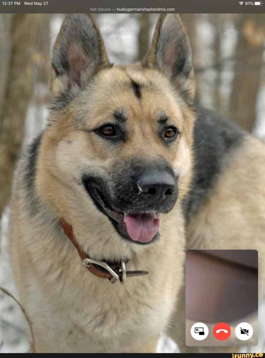 Метис кавказской овчарки и лайки