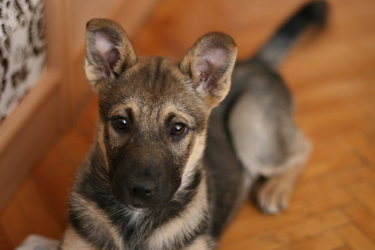 Метис лайки и овчарки