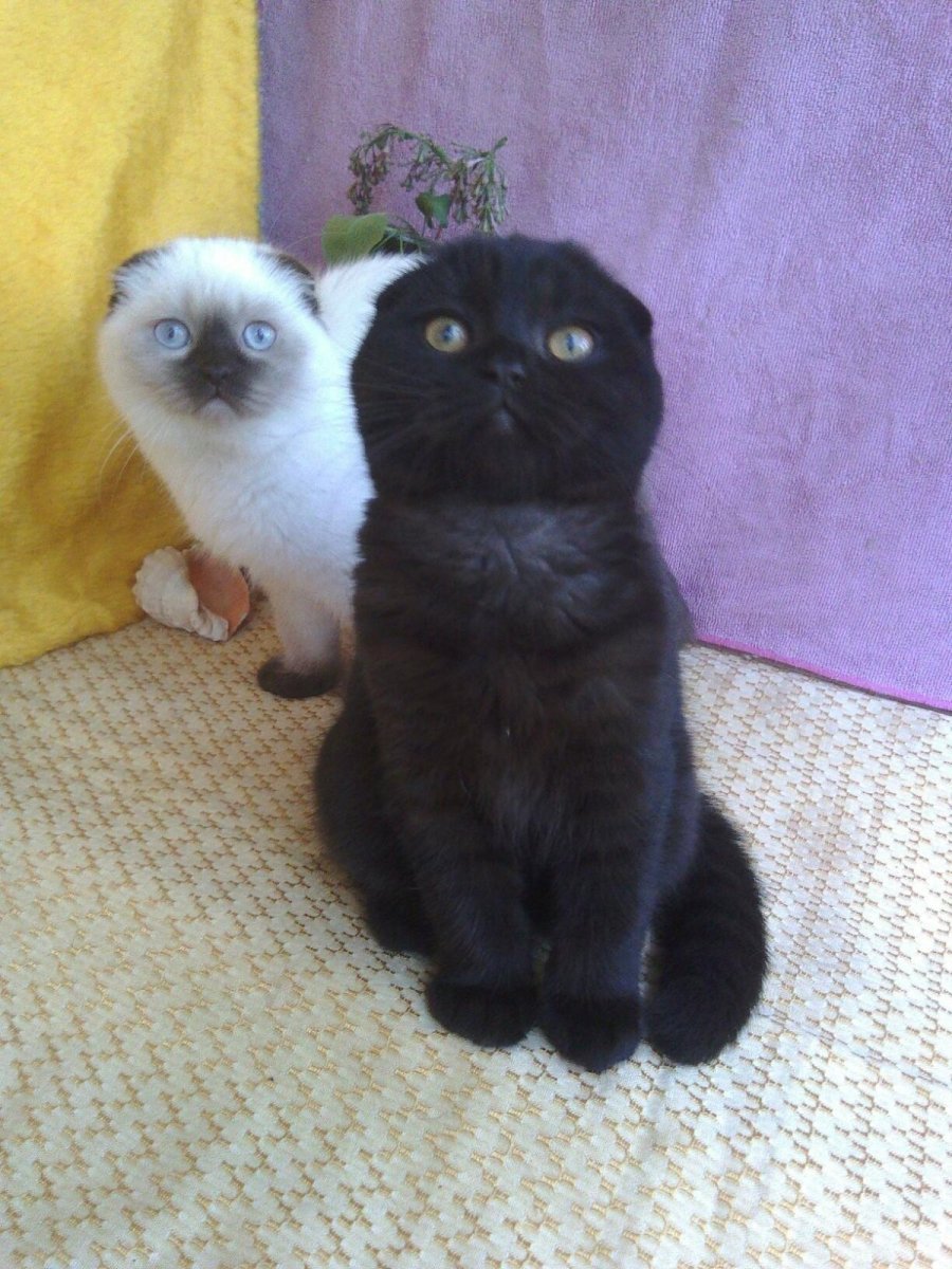 Скоттиш страйт черный вислоухий