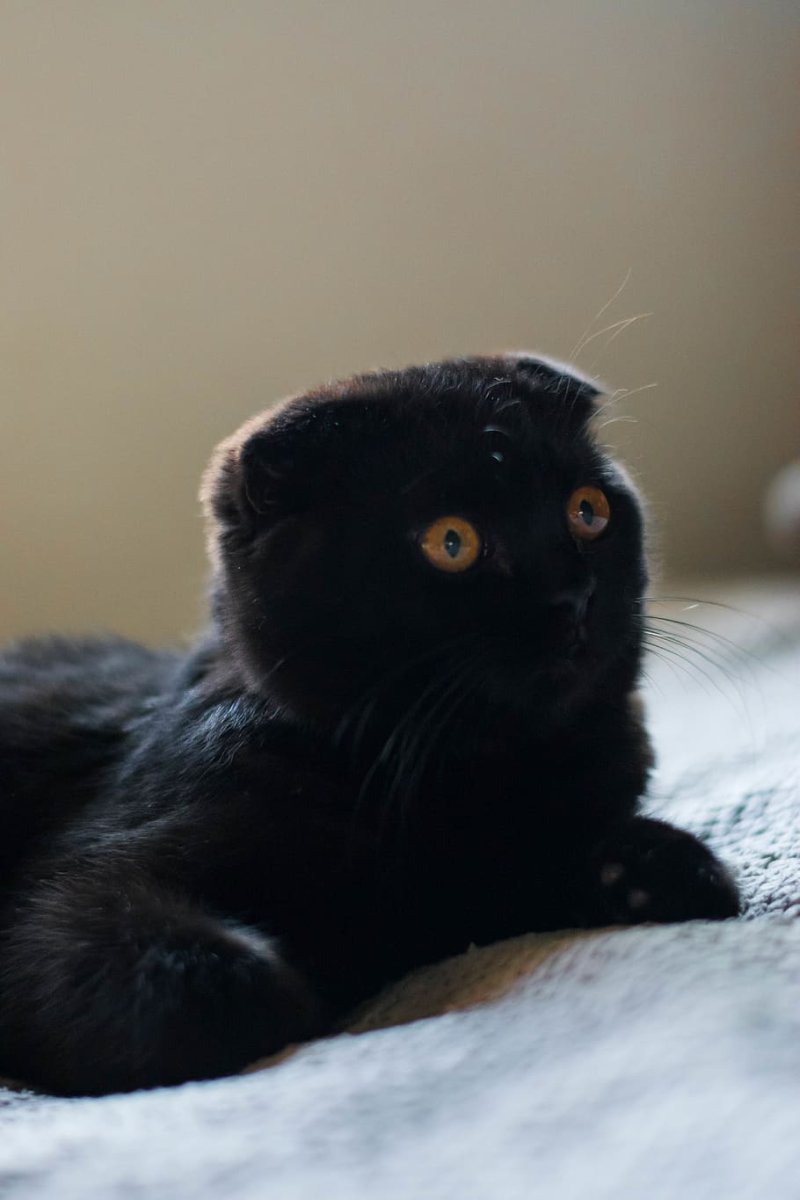 Шотландская вислоухая кошка черная с желтыми глазами