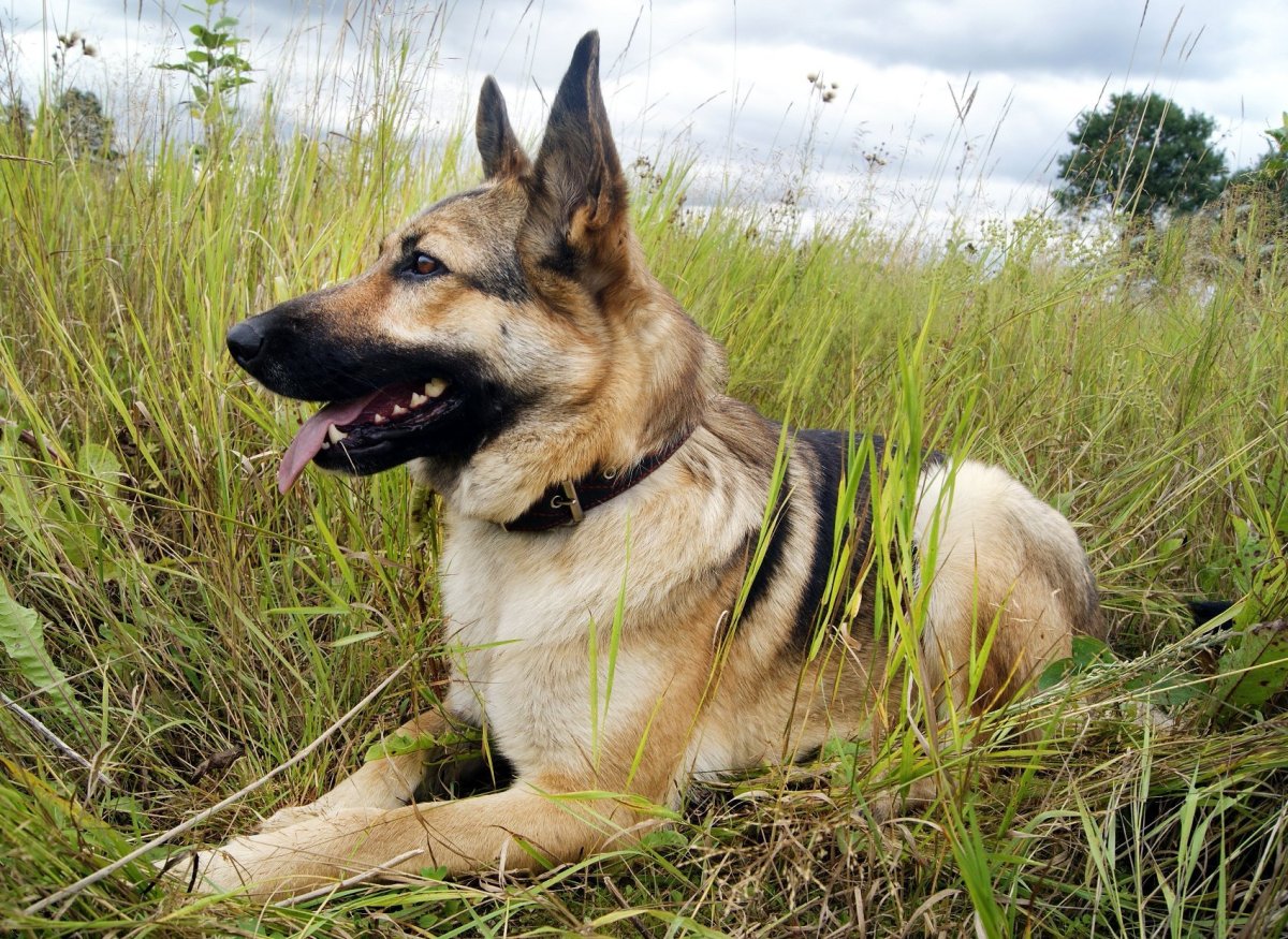 Герберийский шепски