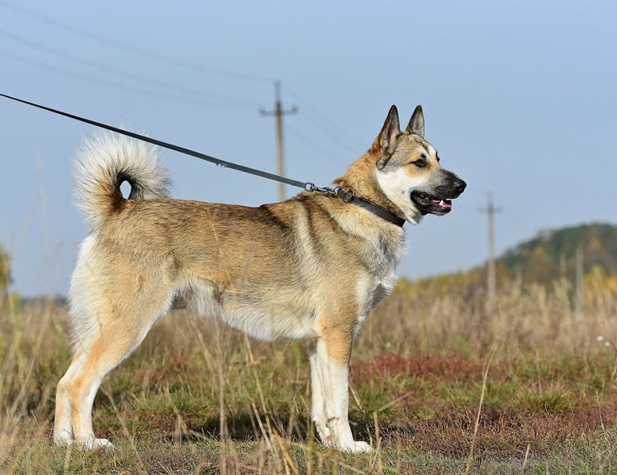 Метис ВЕО И лайки
