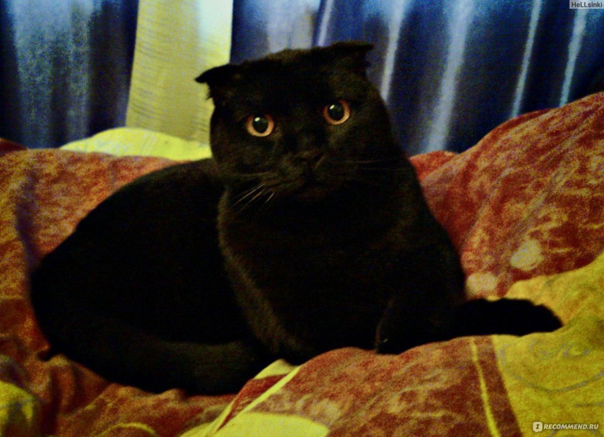 Шотландская вислоухая кошка дымчатая