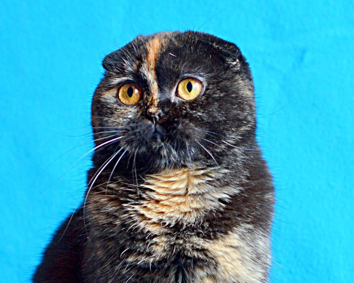 Шотландский вислоухий скоттиш фолд черный дым