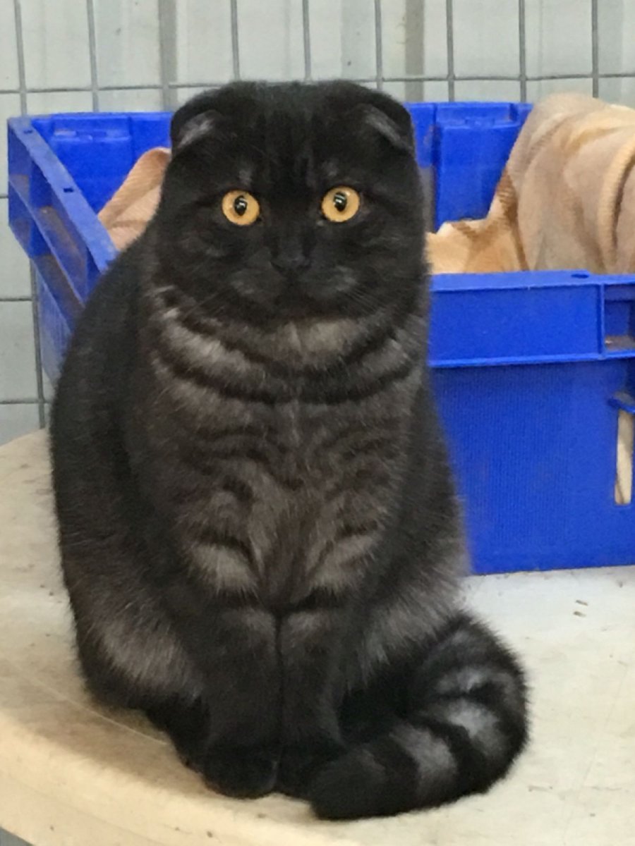 Шотландская вислоухая черная