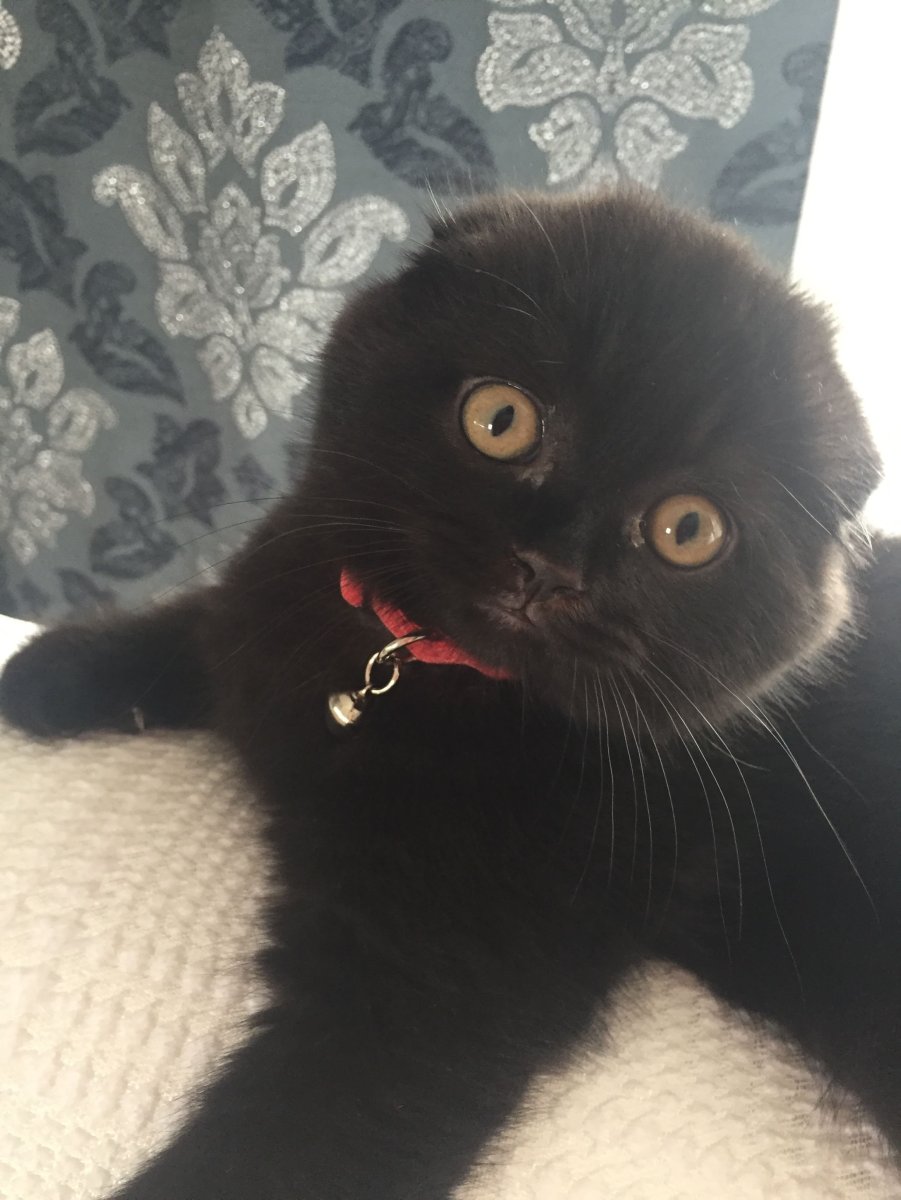 Скоттиш фолд котята черные