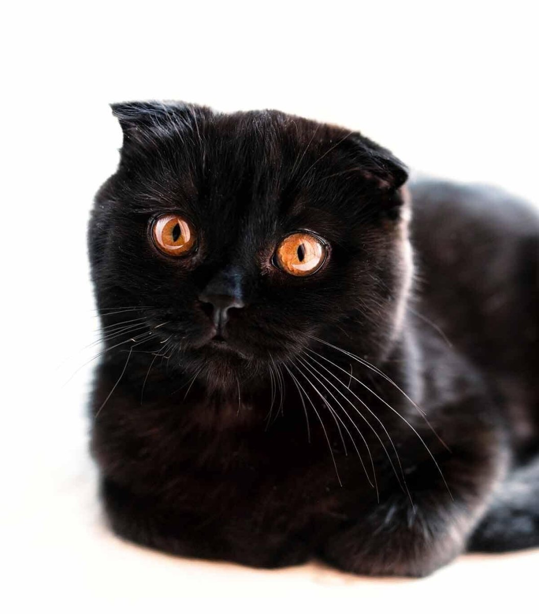 Скоттиш фолд котята черные