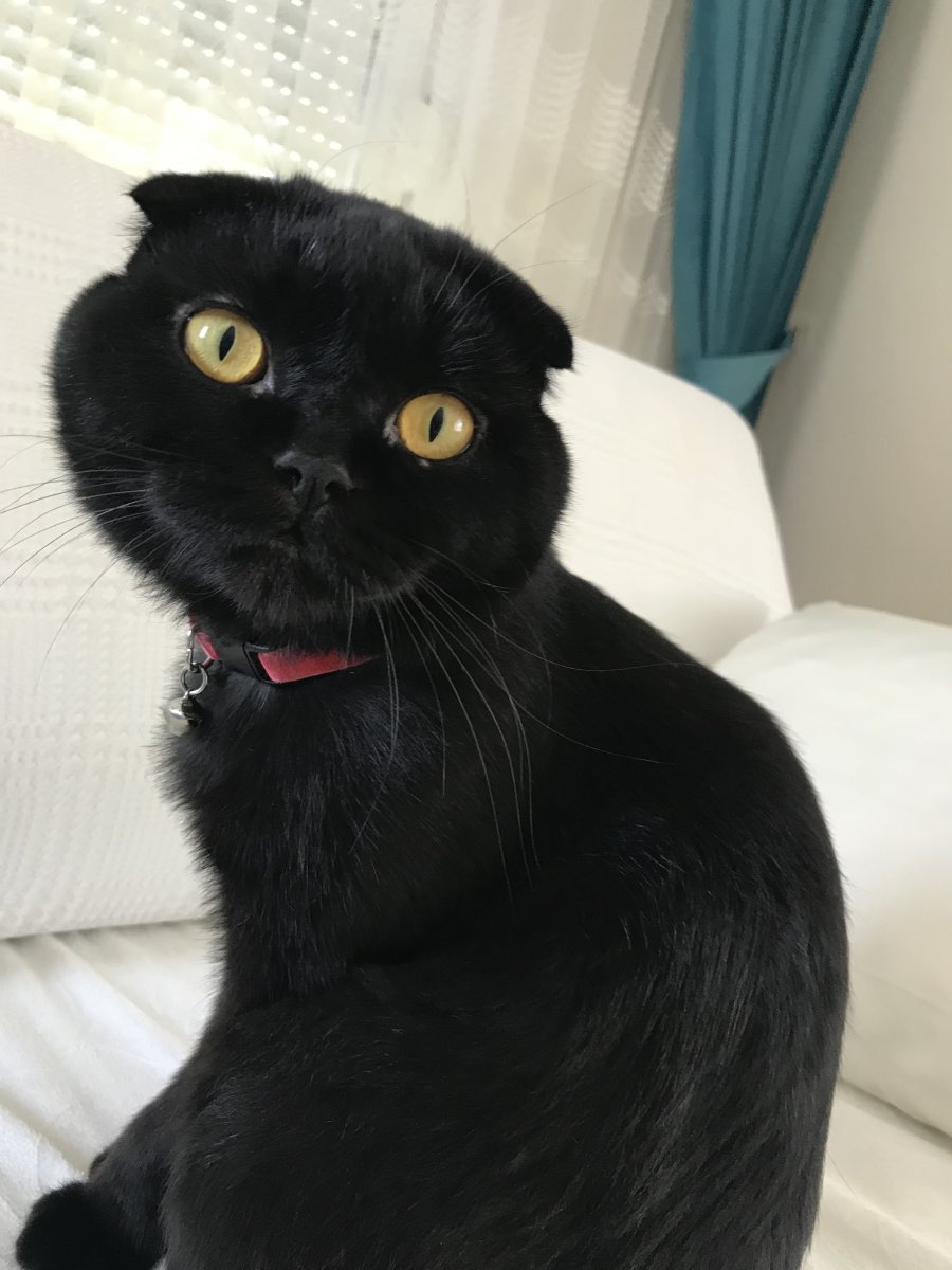 Шотландская вислоухая черная кошка 4 месяца