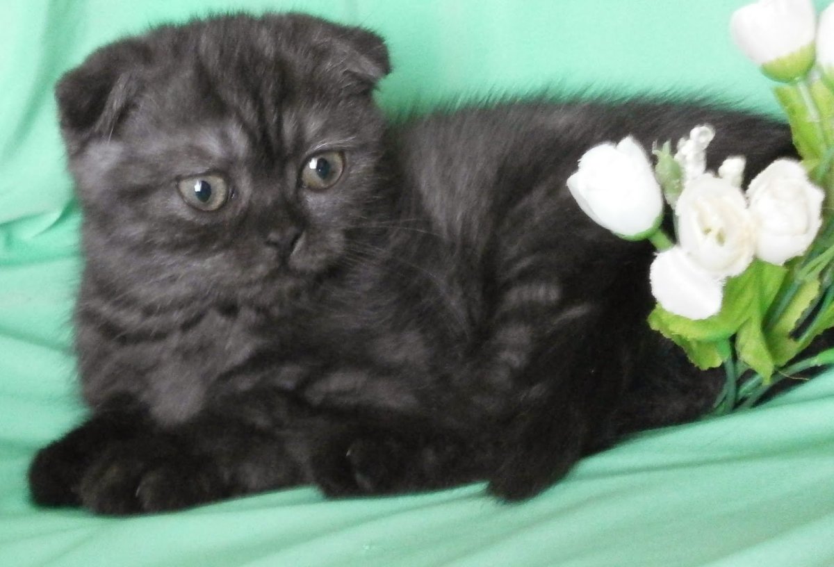 Британский вислоухий котенок черный
