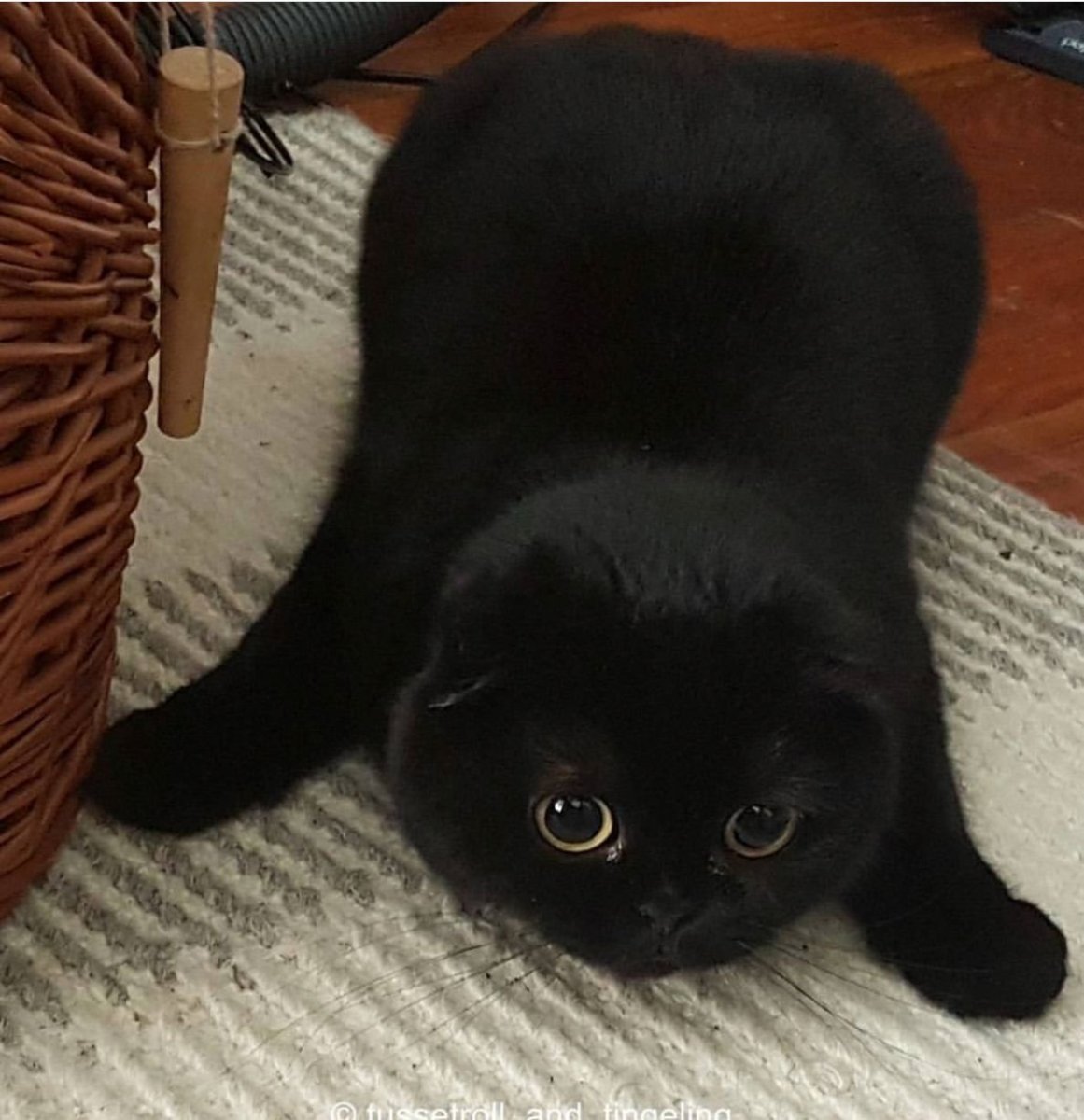 Шотландская вислоухая кошка