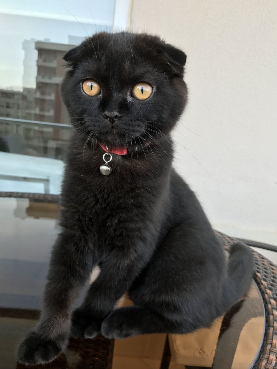 Шотландский вислоухий кот черный
