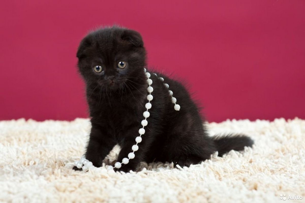 Шотландская вислоухая кошка черная