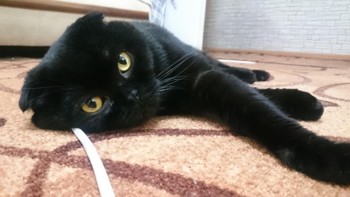 Шотландская вислоухая кошка черная