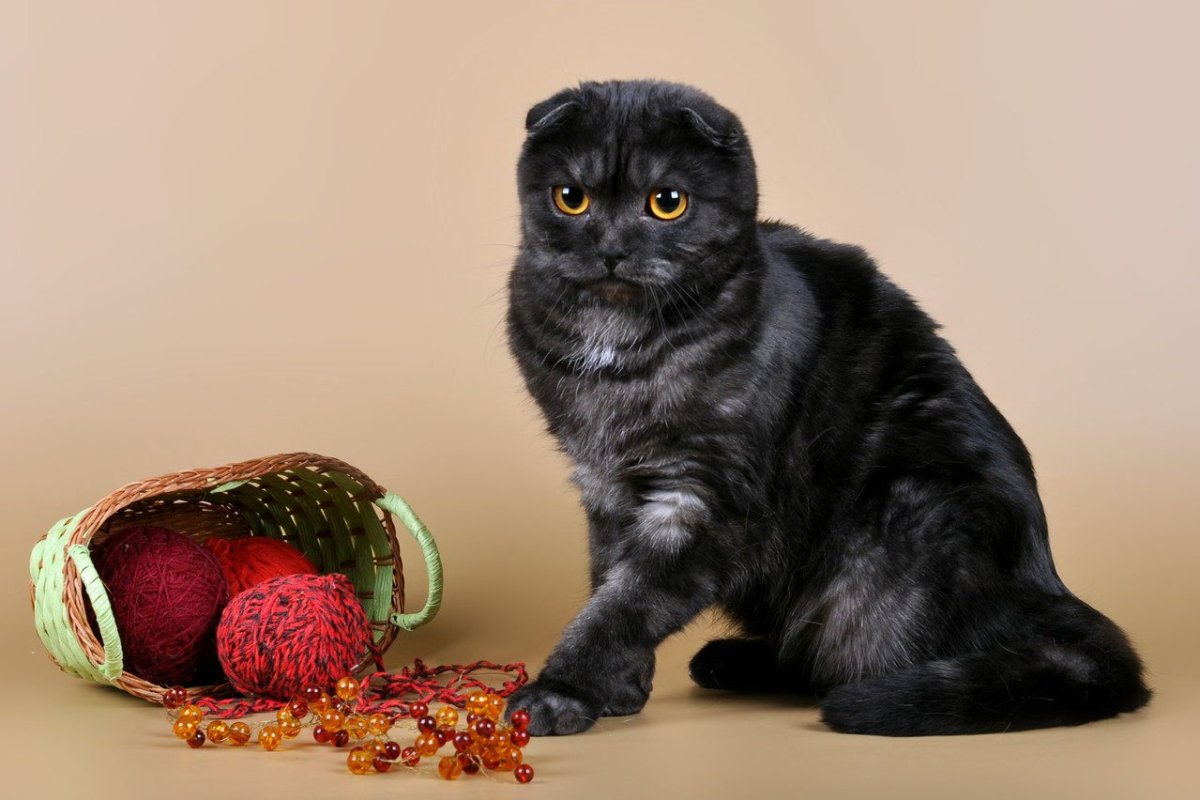 Шотландская вислоухая кошка черная