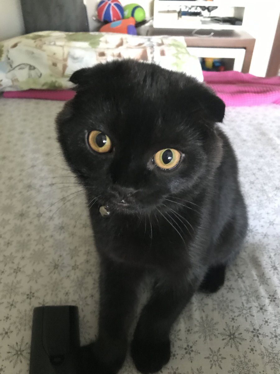 Шотландская вислоухая кошка черная