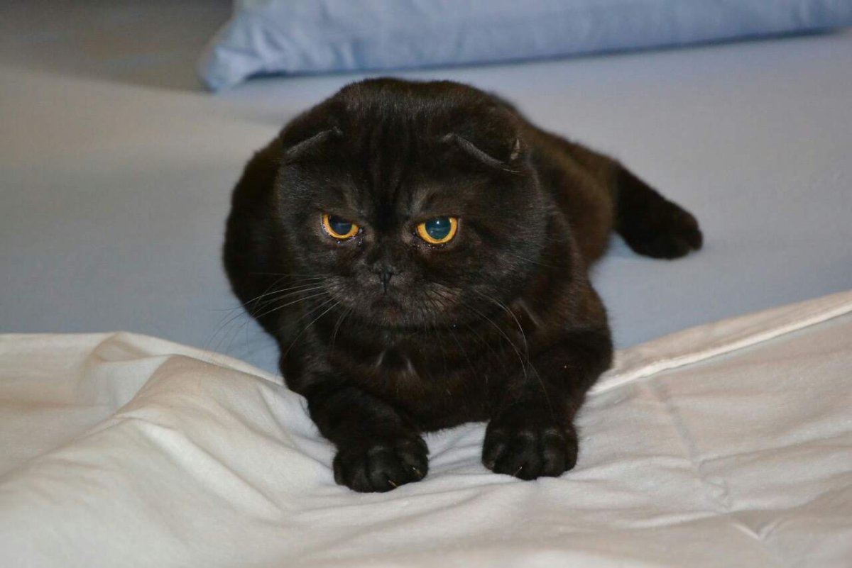 Вислоухий британец котенок черный