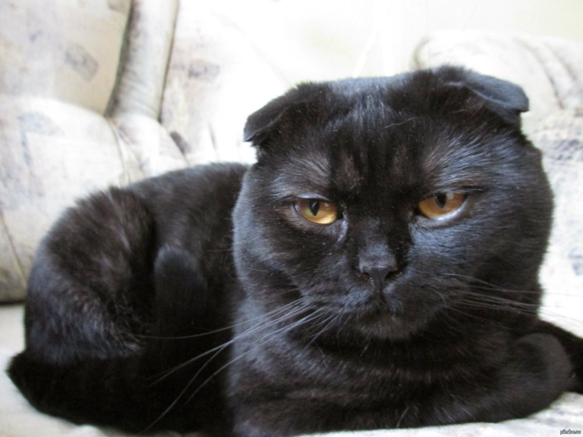 Скоттиш фолд вислоухий черный