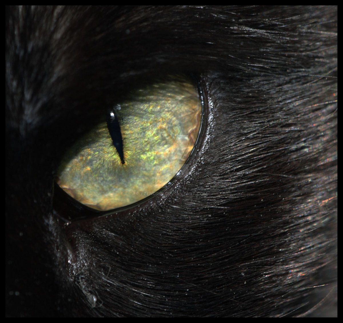 Тигр с черными глазами