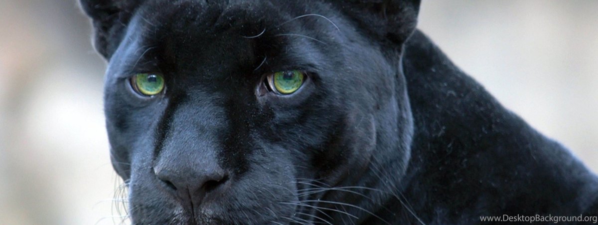 Картинки Пума черная