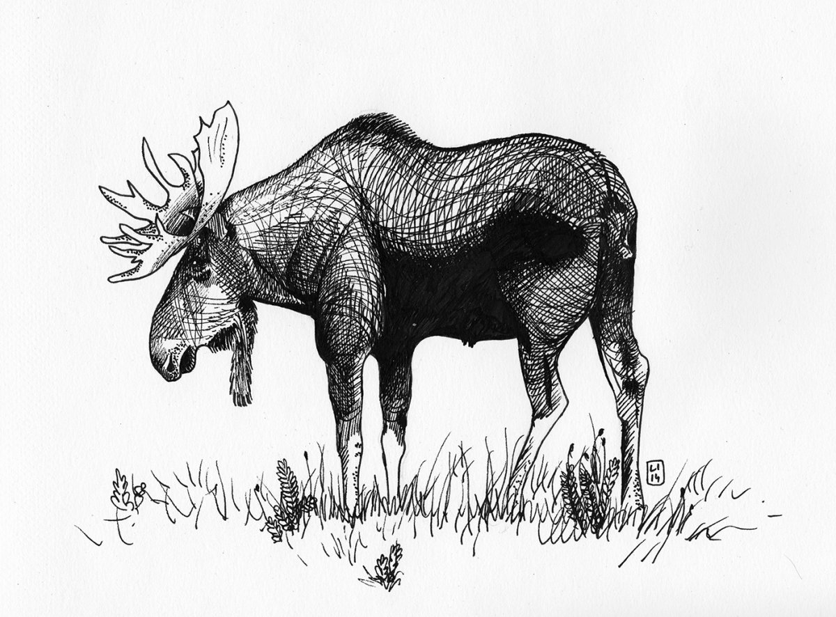 Лось картинка