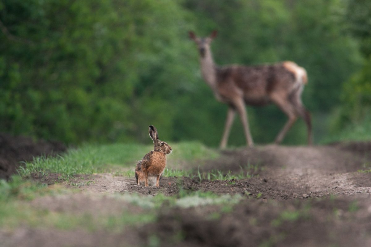 Олень и заяц