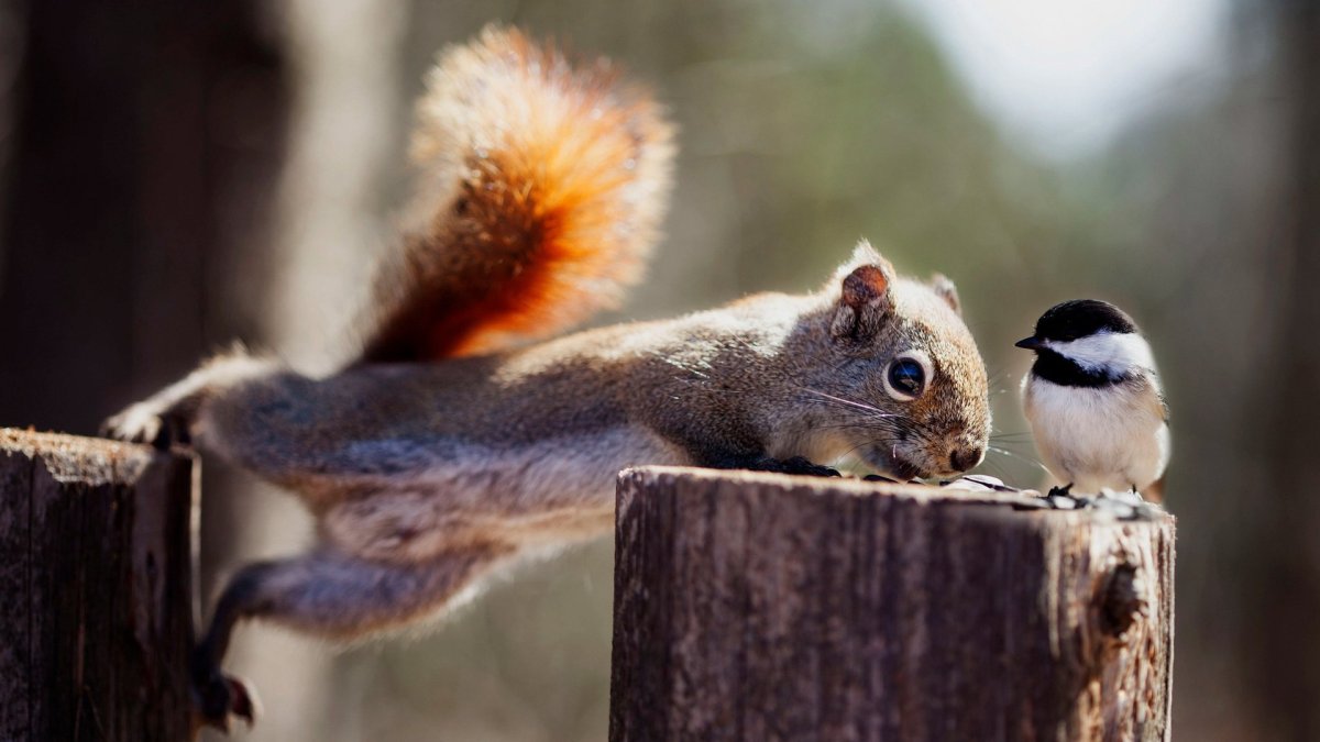 Белка и птица