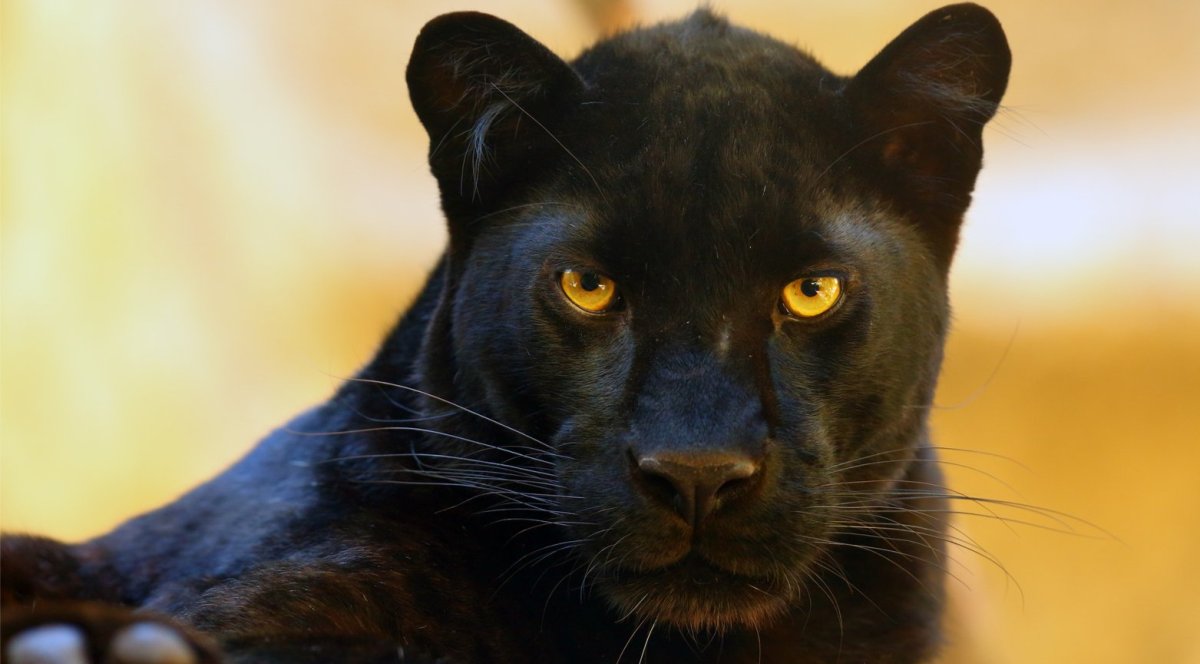 Глаза пантеры в темноте