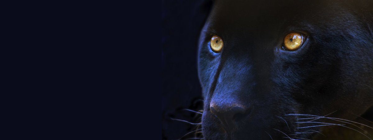 Глаза пантеры