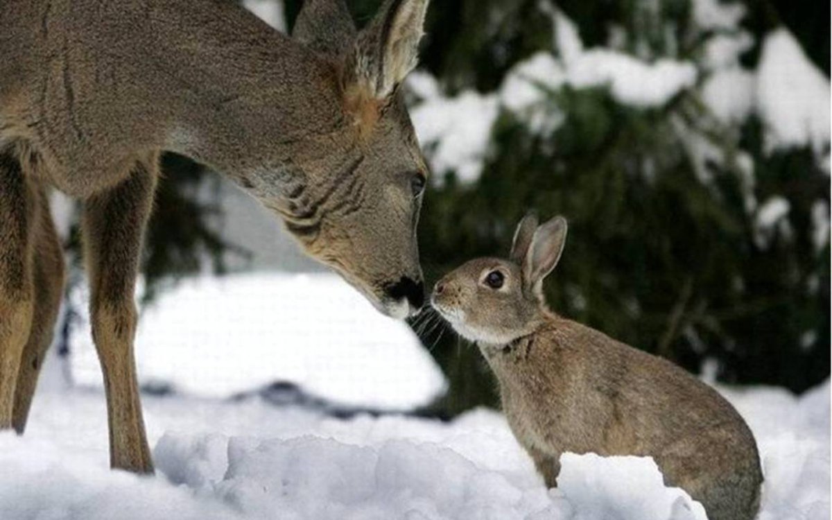 Белка и олень