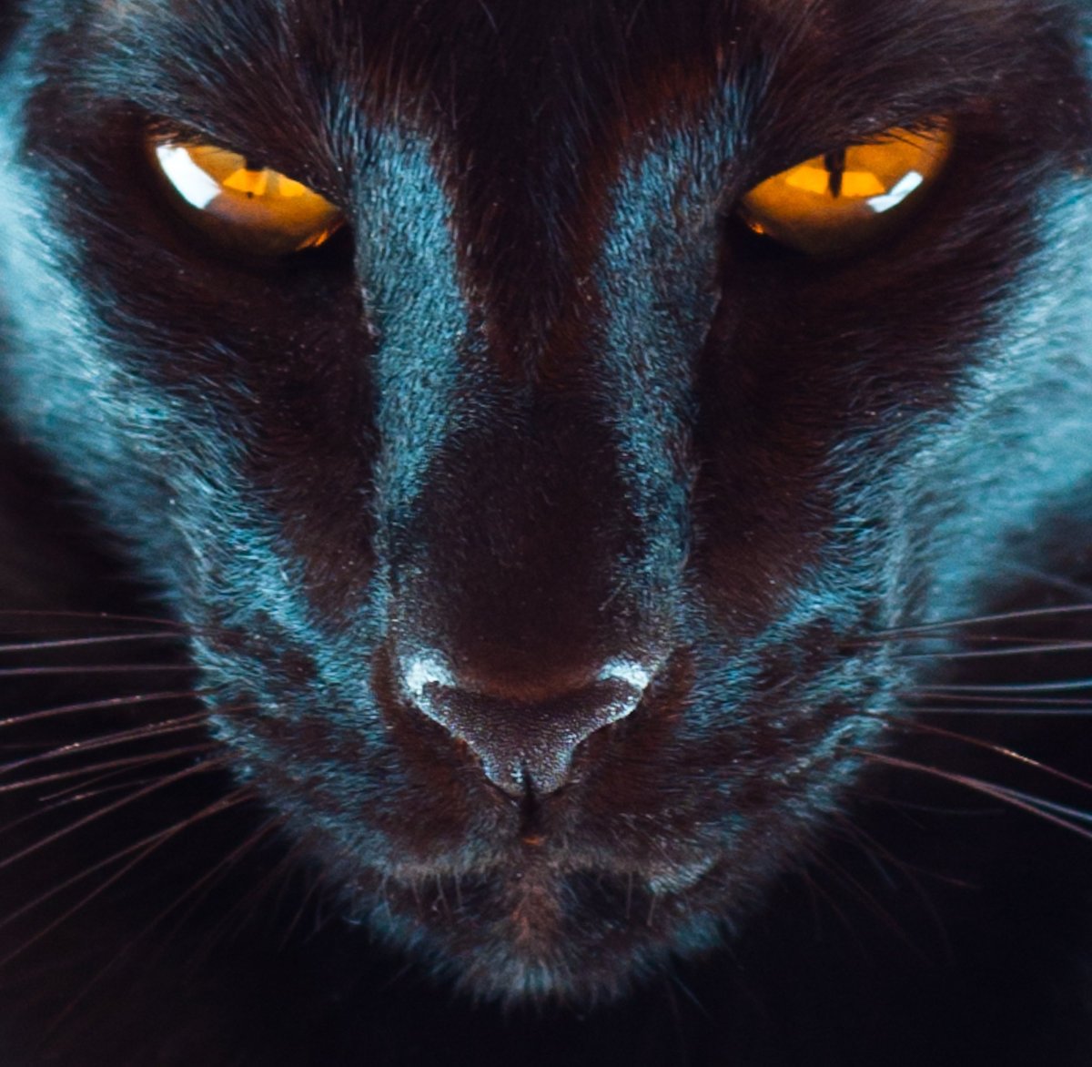 Черная пантера с зелеными глазами