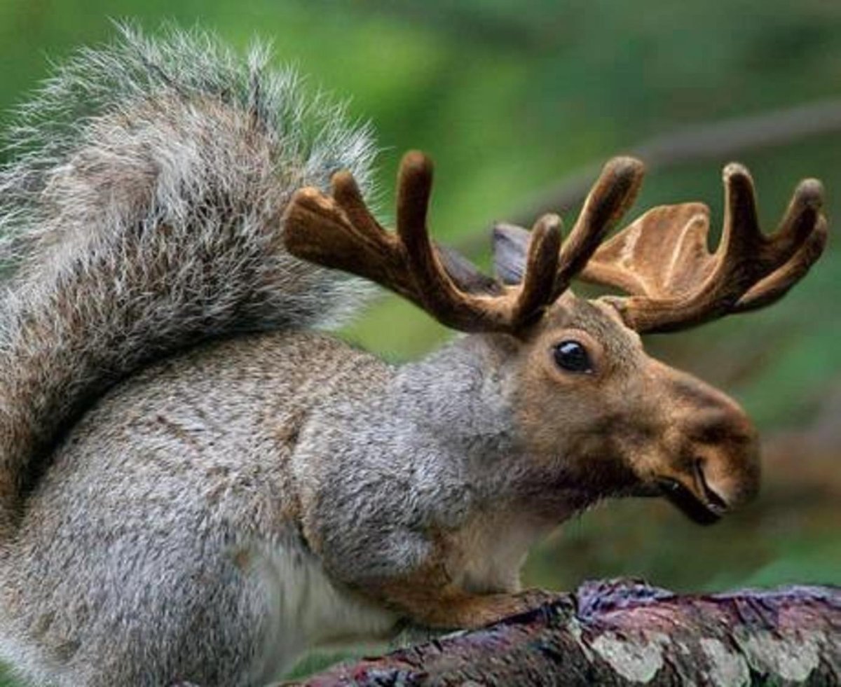 Белки и лоси