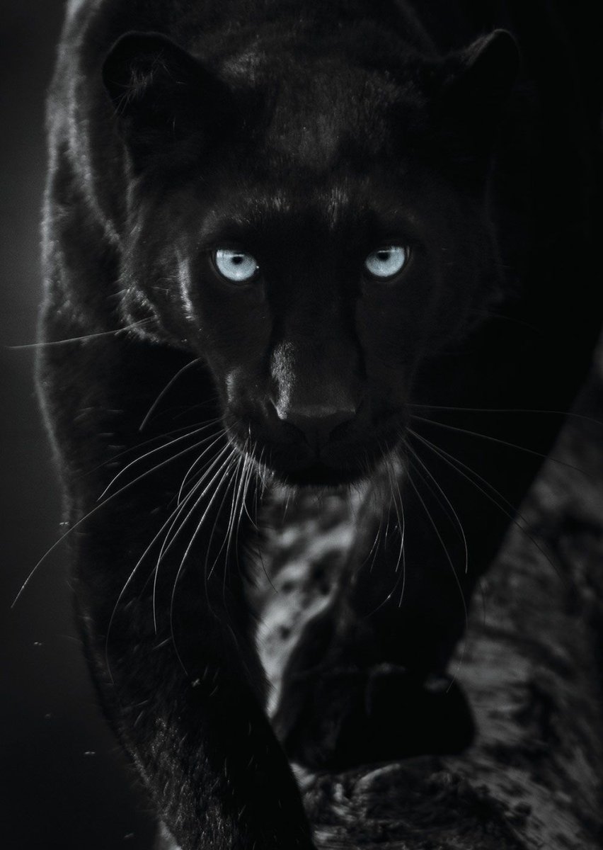 Люди-кошки фильм 1982