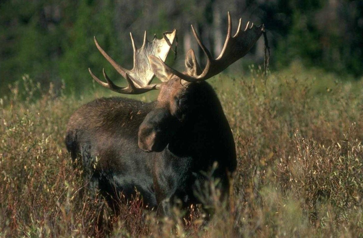 Дарвинский заповедник Лось