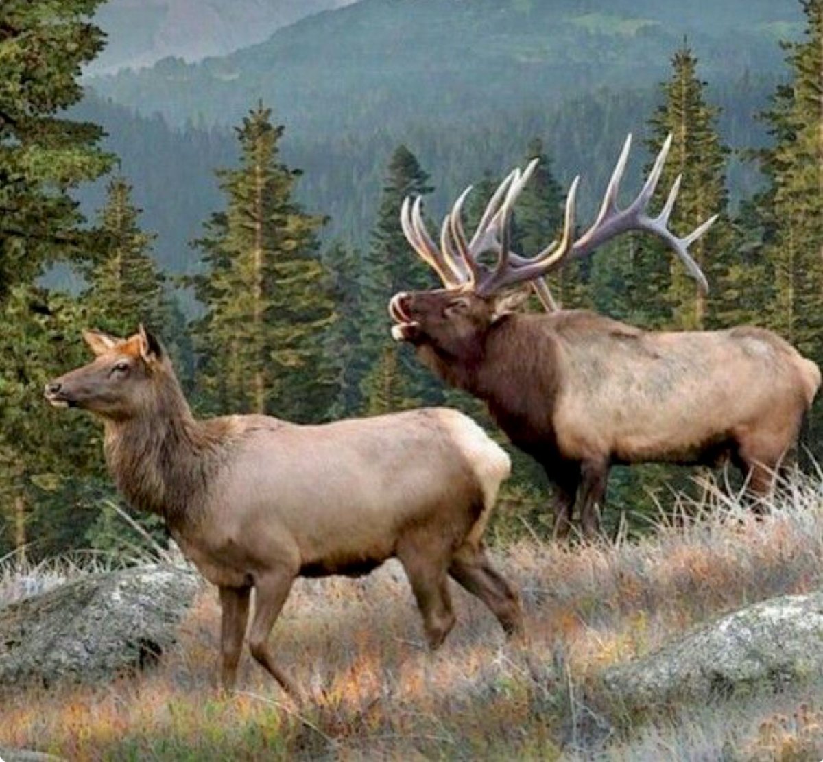 Лось и Северный олень