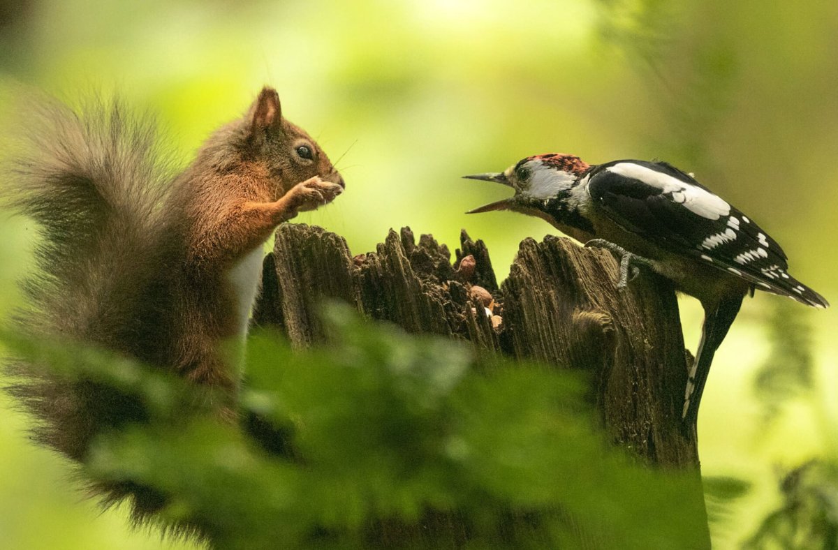 Доброе утро с дятлом