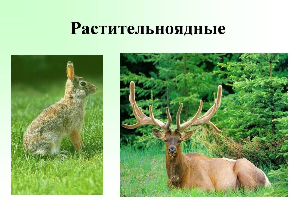Растительноядные животные примеры