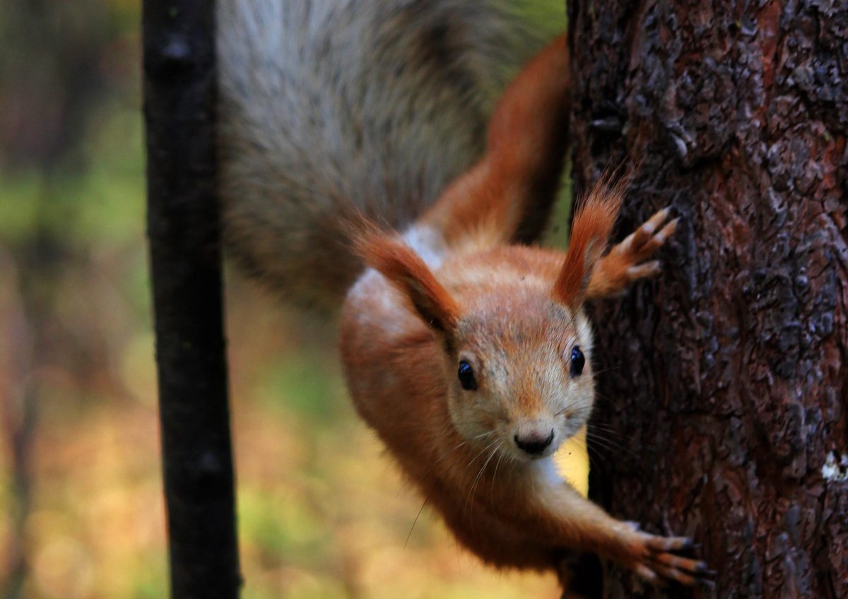 Белка и Лось