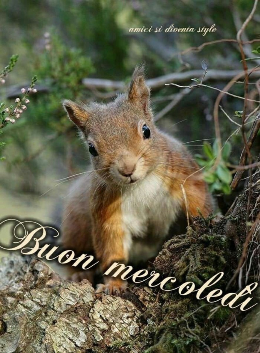 Дикие животные белка