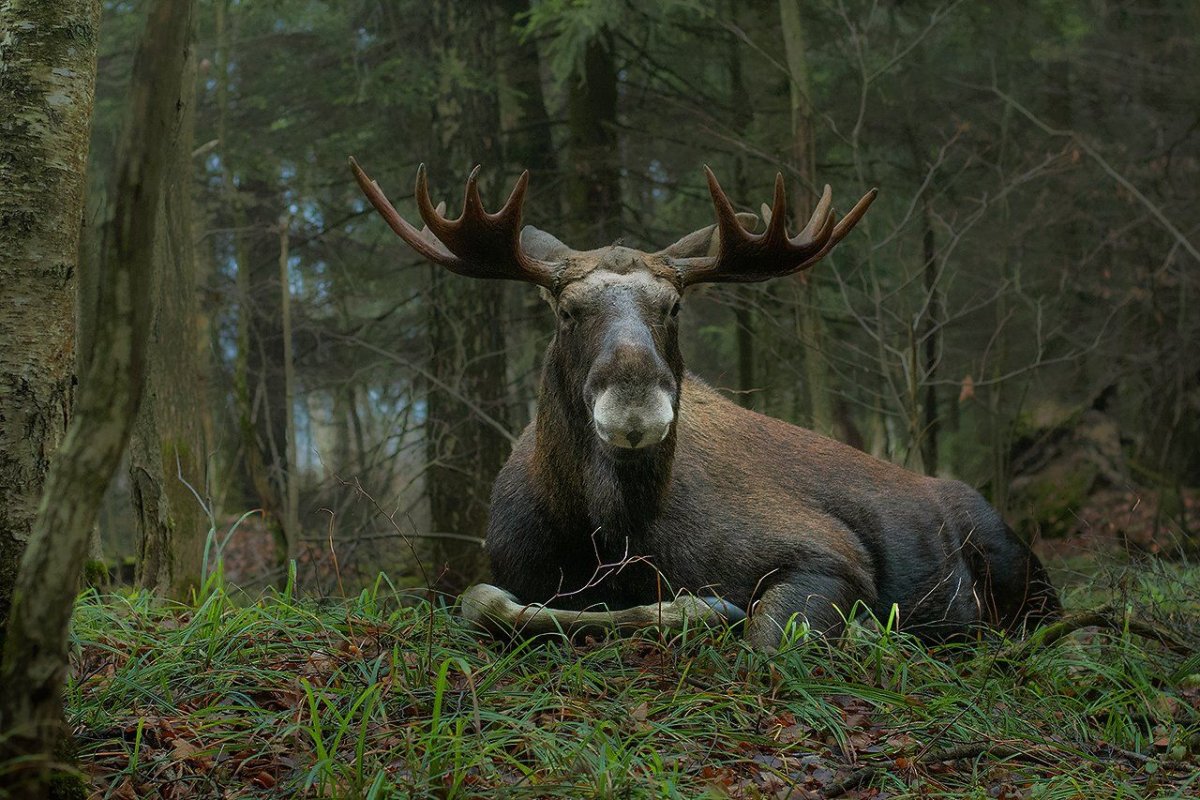 Европейский Лось Лосиный остров
