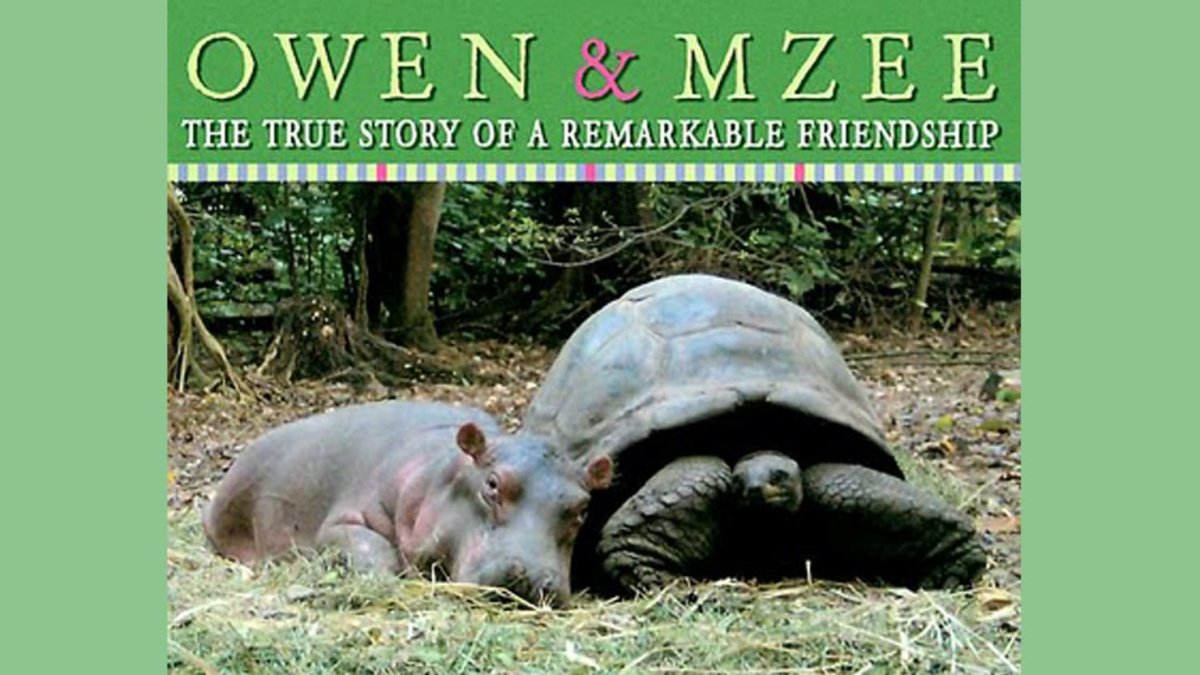 Черепаха больше бегемота