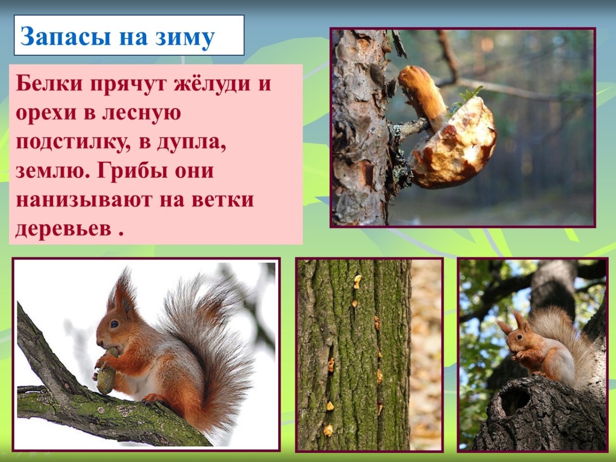 Что запасает белка на зиму