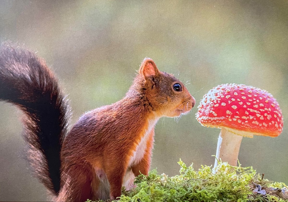 Белочка с грибочком