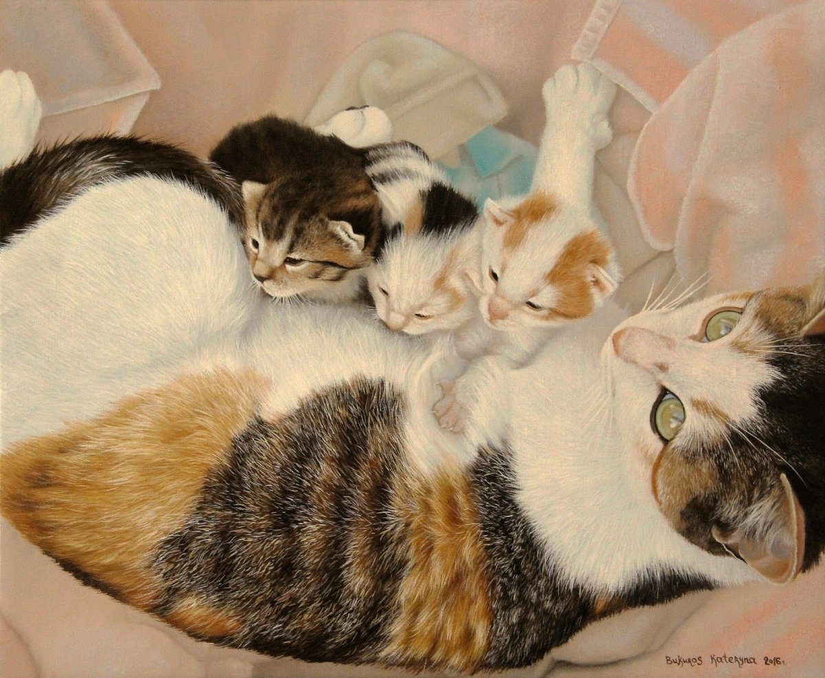 Кошачья семья фото