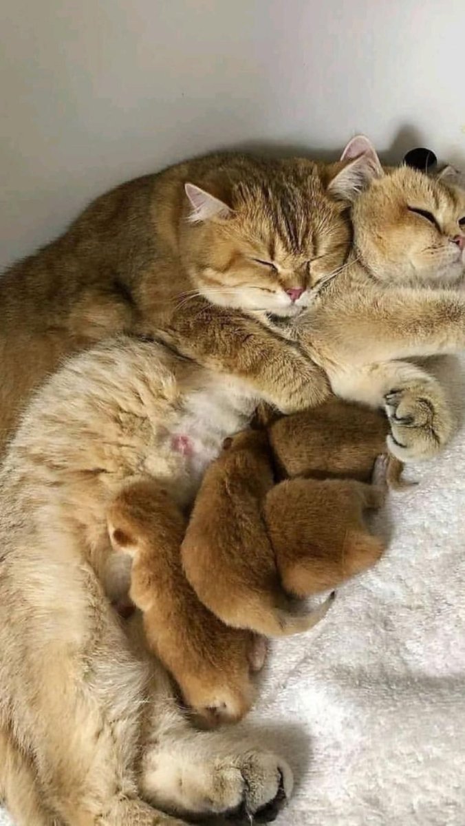 Большая Кошачья семья