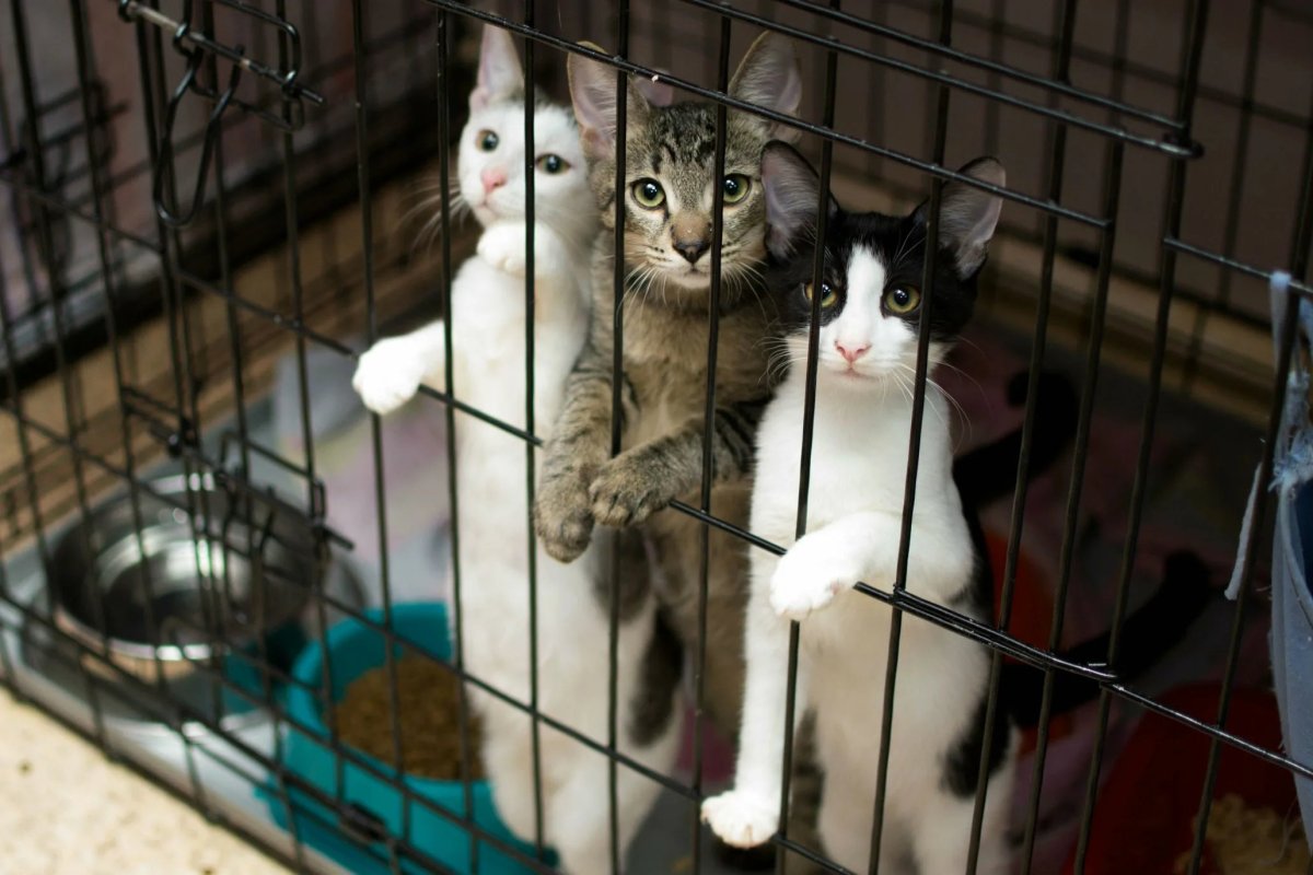 Приют для кошек