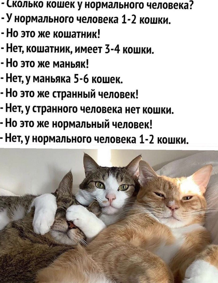 У нормального человека два кота