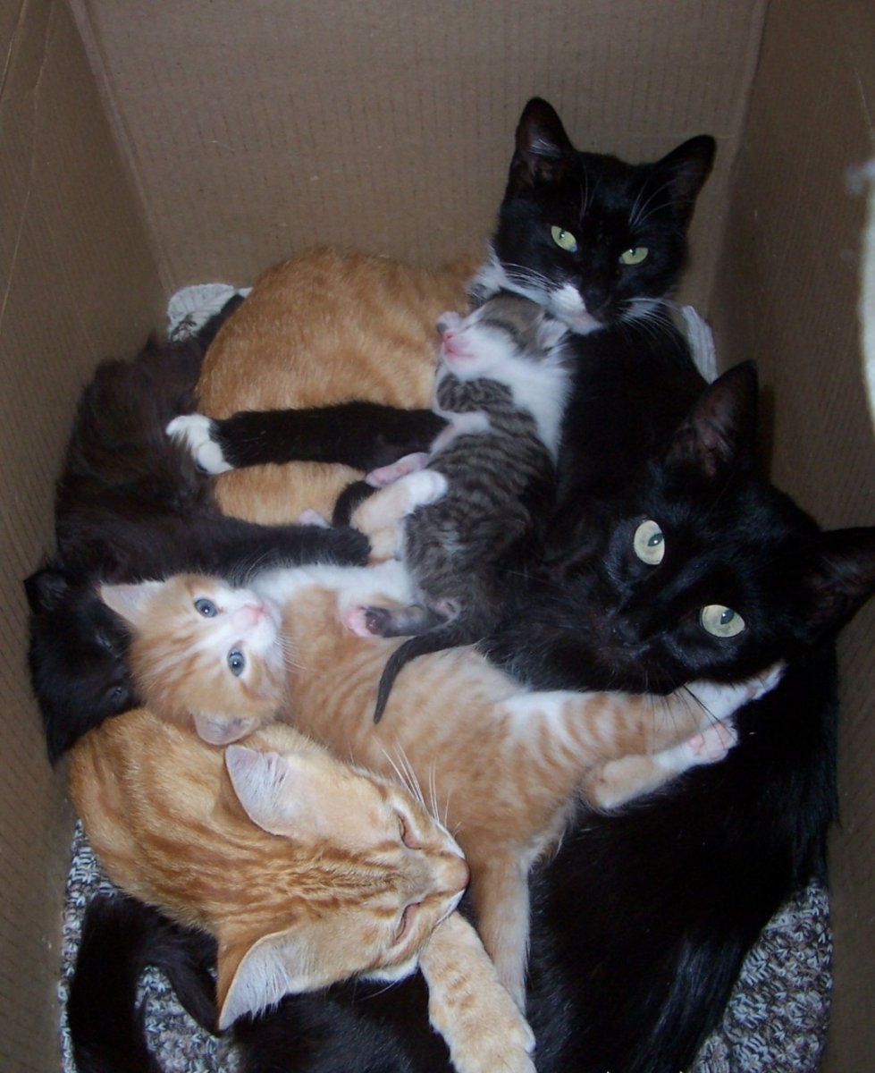 Котята приколы видео смешные