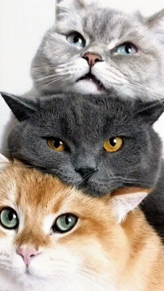 Три красивые кошки