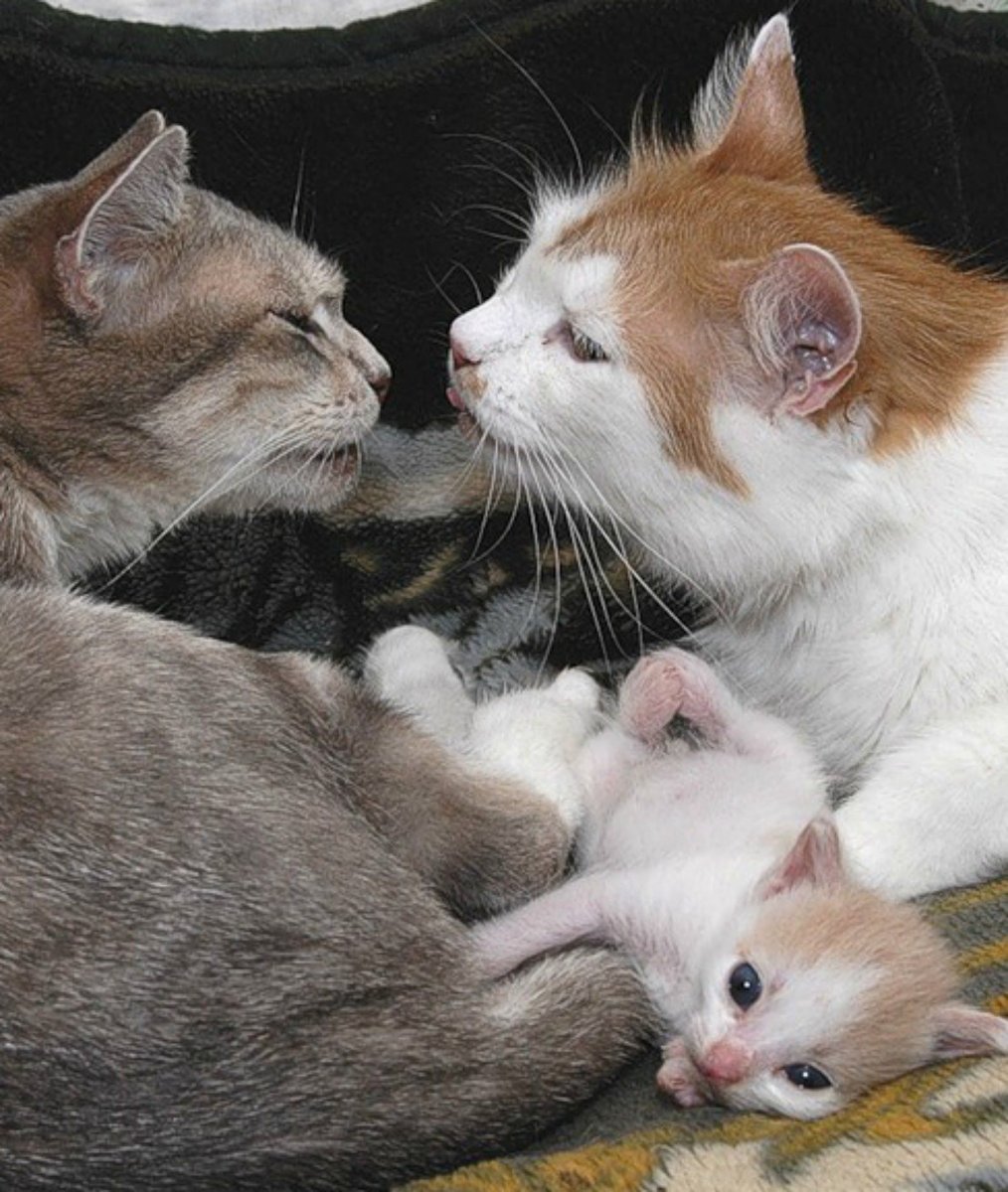 Кошачья любовь с надписями