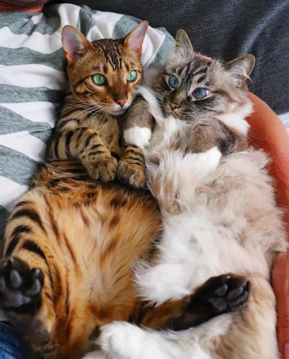 Счастливая Кошачья семья